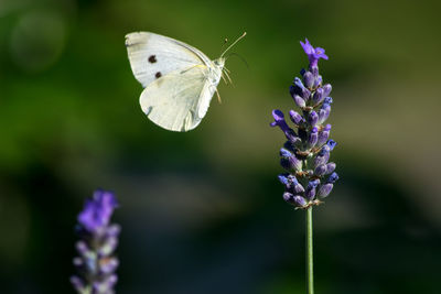 Close-up of butterfly pollinating on purple flower