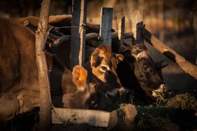 Cows in a farm