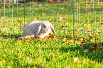 View of duck on field