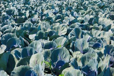 Full frame shot of purple flowering plants