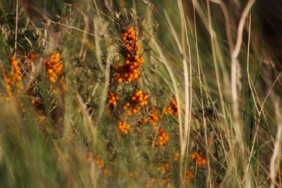 Close-up of insect on plant in field