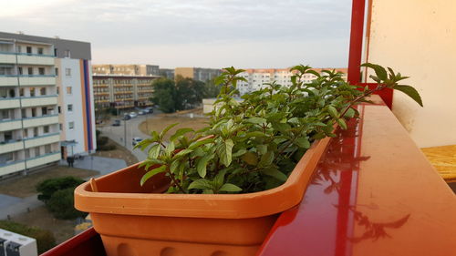 Potted plants on balcony