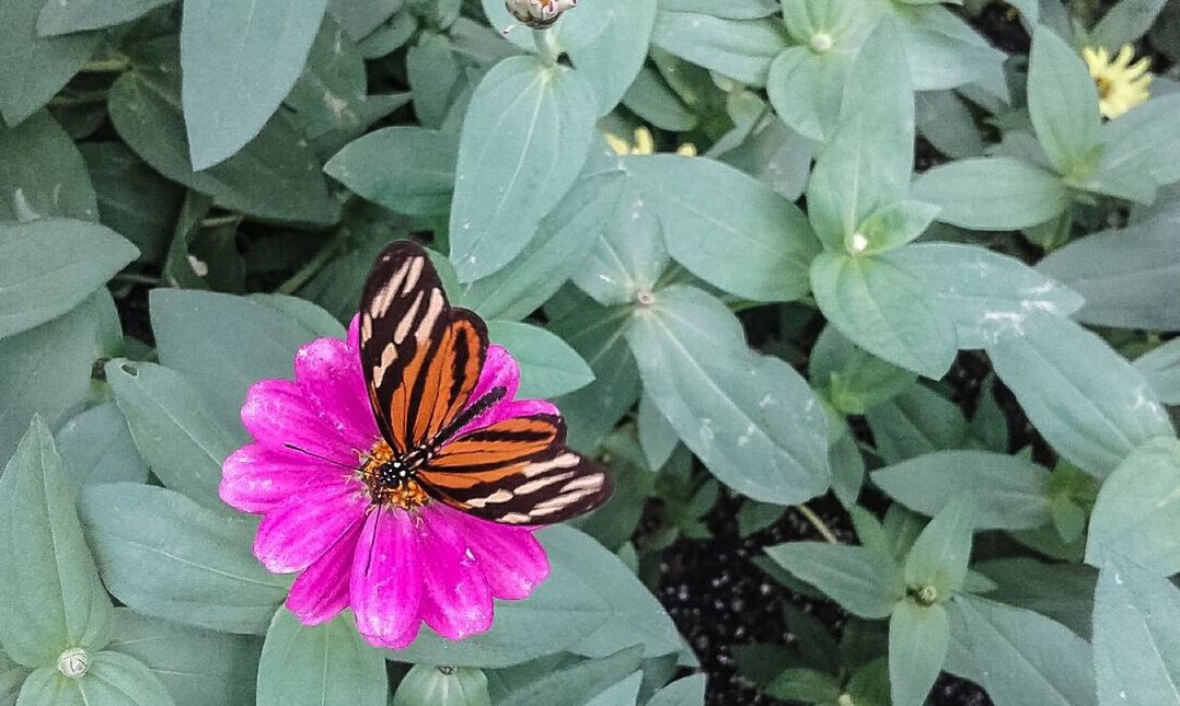 CLOSE-UP OF BUTTERFLY ON PLANT