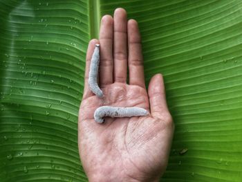 Close-up of hand holding insect over leaf