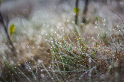 Close-up of wet plants on rainy day