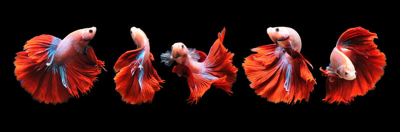 Close-up of birds over black background