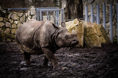 Rhinoceros walking on dirty field