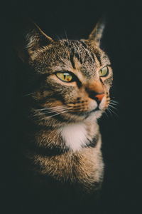 Close-up of a cat looking away
