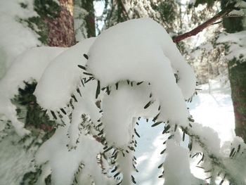 Close-up of snow on tree