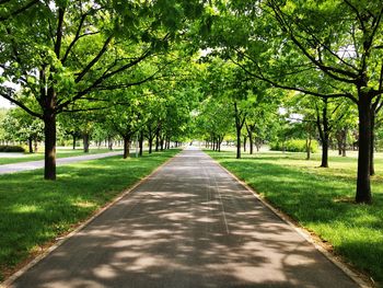 View of trees in park