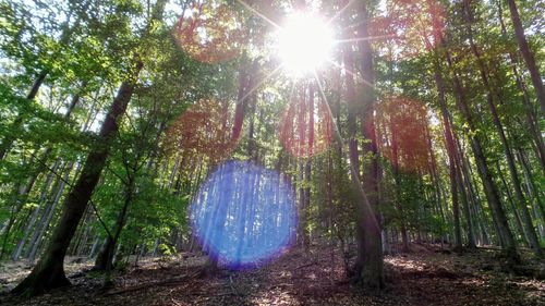 Trees in forest