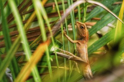 Close-up of lizard on grass