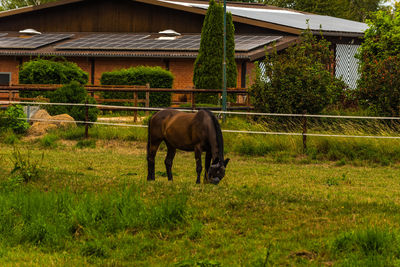 Horse grazing in ranch