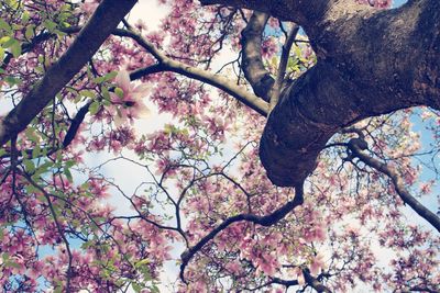 Low angle view of pink flowering tree