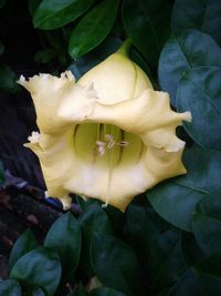 Close-up of rose blooming outdoors