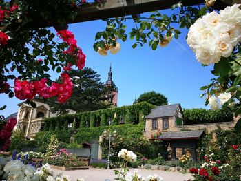 Roses growing on tree by building against sky