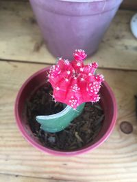 High angle view of potted plant on table