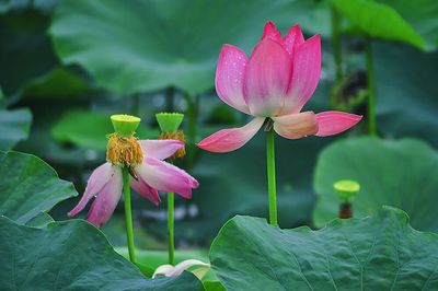 Close-up of pink flower