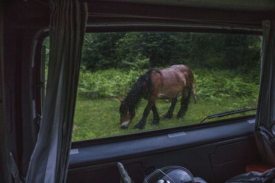 Horse in car seen through window
