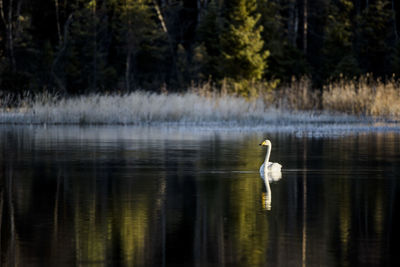 Swan swimming on lake