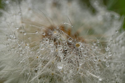 Close-up of plant