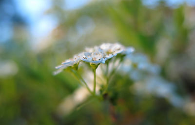 Close-up of insect on plant