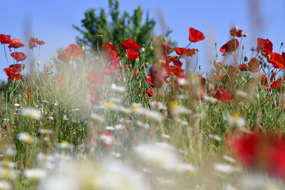 Close-up of red poppies on field against sky