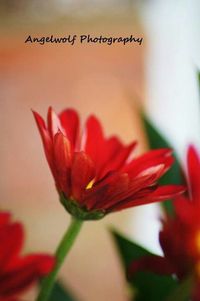 Close-up of red flowers