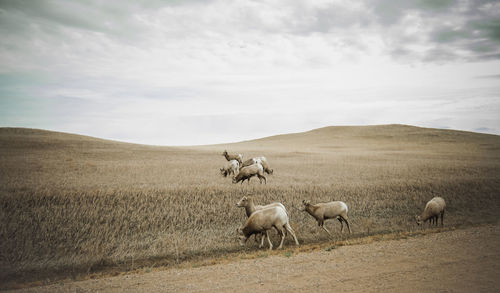 Sheep grazing on field against sky