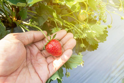 Close-up of hand holding strawberries