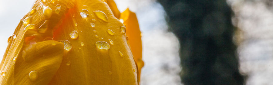 Extreme close up of leaf against blurred background