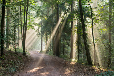 Sunbeam streaming through trees on dirt road in forest