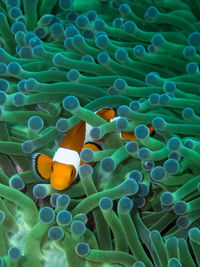 Fish swimming in sea