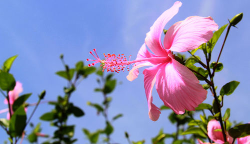 Close-up of pink hibiscus flowers