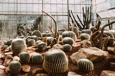 Close-up of succulent plants in greenhouse