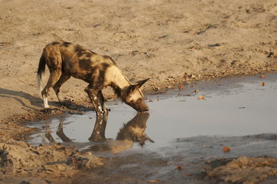 Thirsty african wild dog