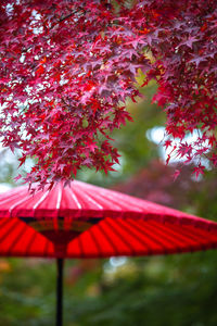 Close-up of red maple leaf on tree