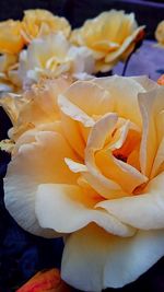 Close-up of rose blooming