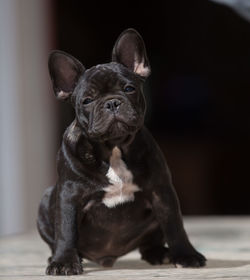 Portrait of a dog looking away