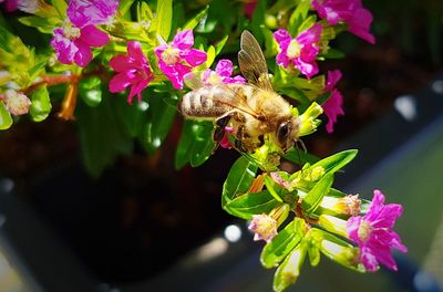 Close-up of insect on flowers