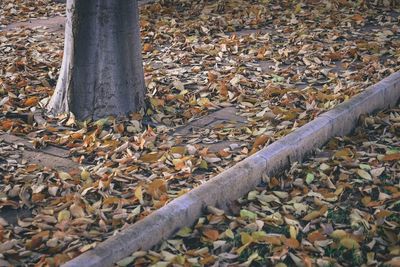 Close-up of autumn tree by pipe