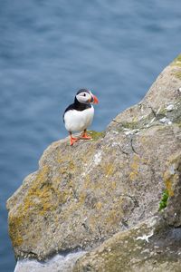 Puffin perching on rock