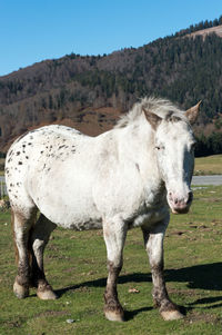 Horse standing in a field