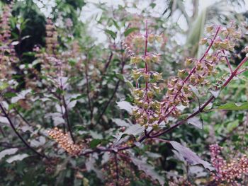 Close-up of fresh green plant