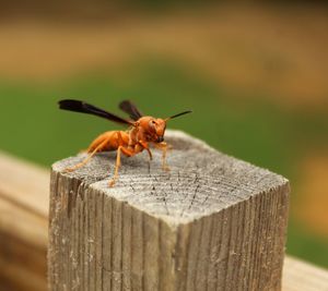 Close-up of insect on wood