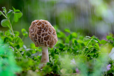 Close-up of mushroom growing on field