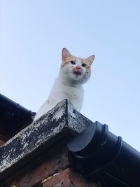 Low angle view of cat looking away against clear sky tongue out