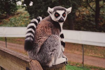 Portrait of lemur sitting