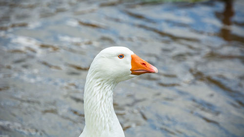 Close-up of goose by lake