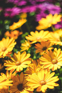 Close-up of yellow flowering plants